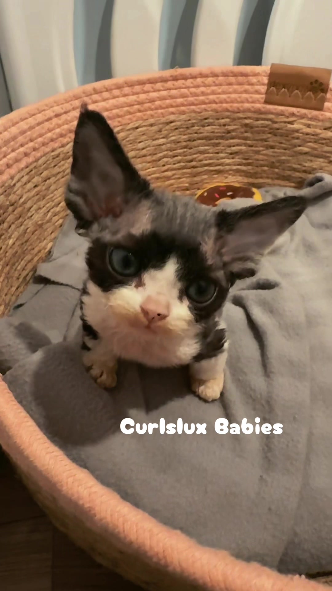 @Curlslux cattery!!🇺🇸