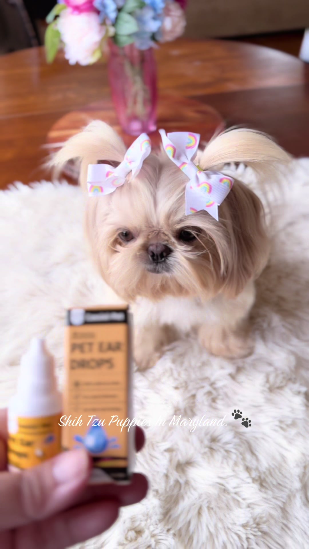 @Shih Tzu Puppies in Maryland
