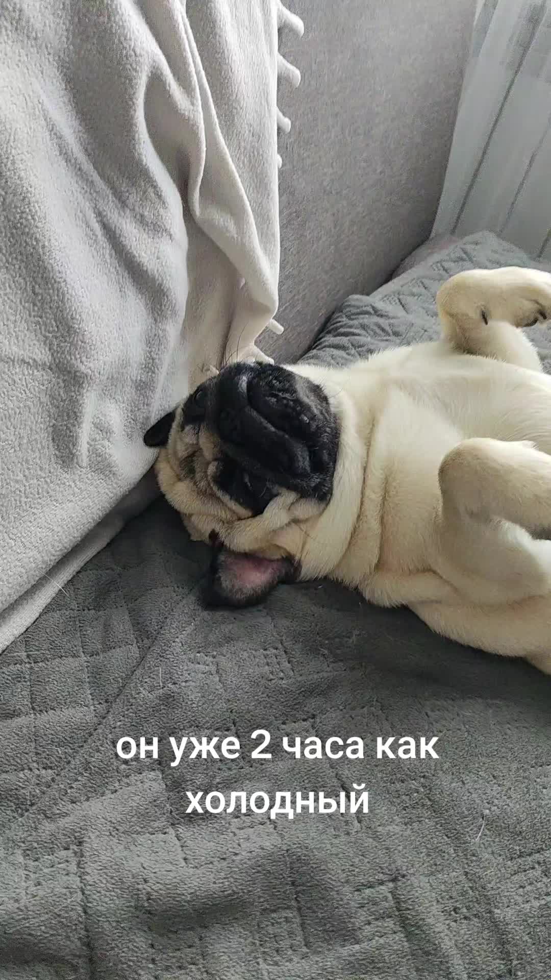 @ЧИПУНЕТСКИЙ👑