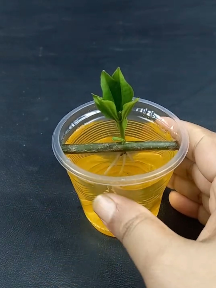 @PlantsLife