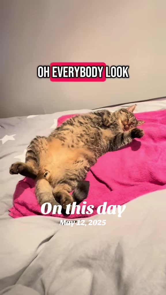 @Joep_the_ rescuecat