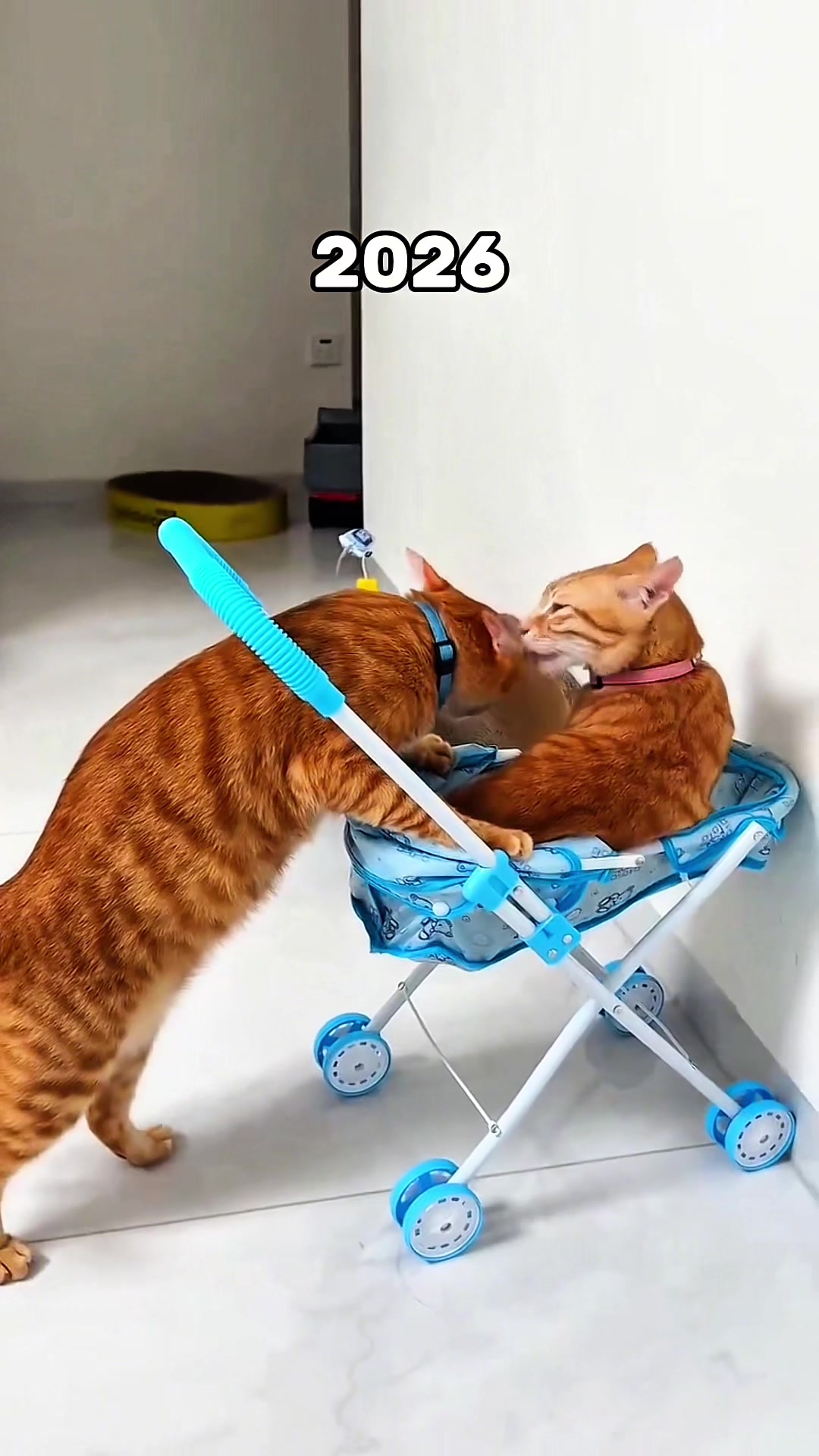 @Mitay_cat