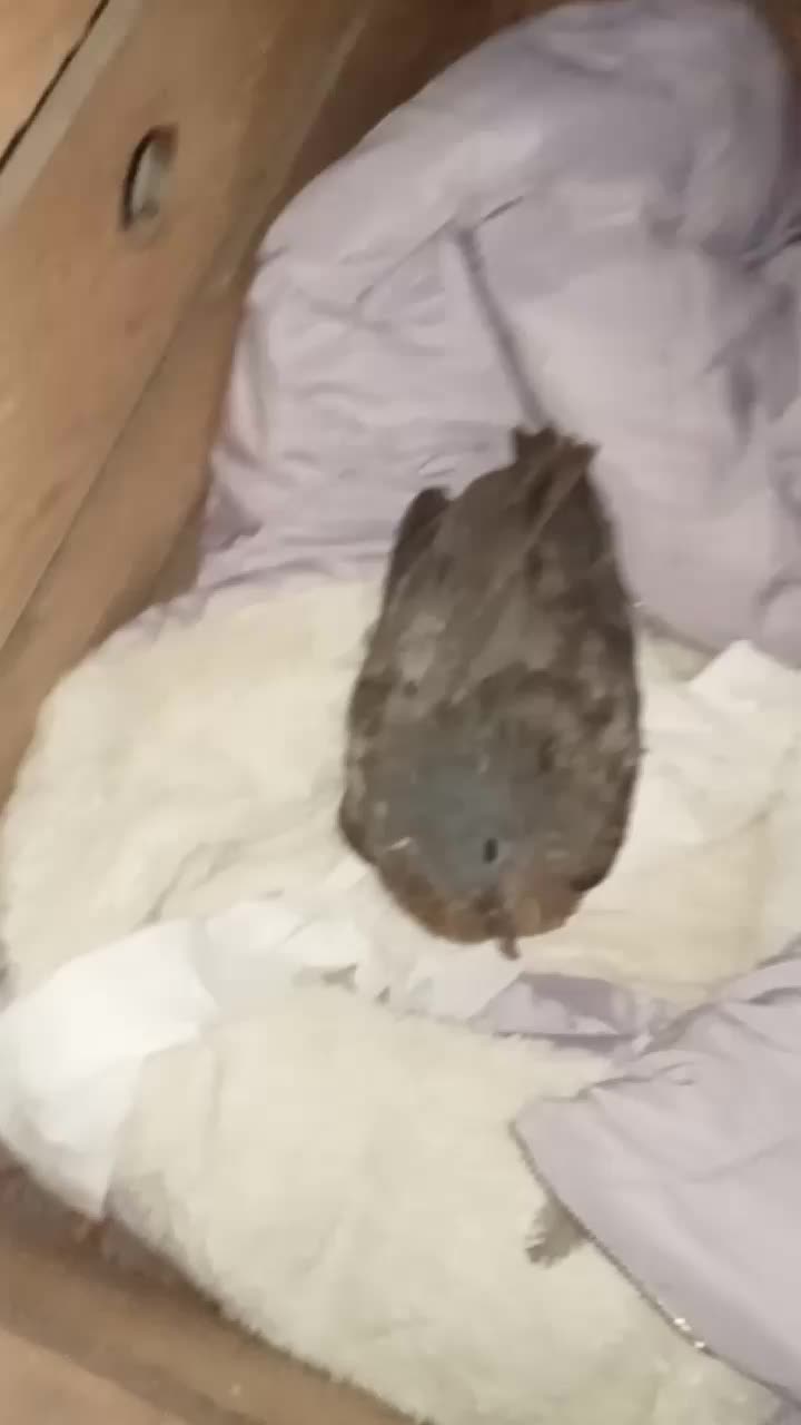 @manu591000