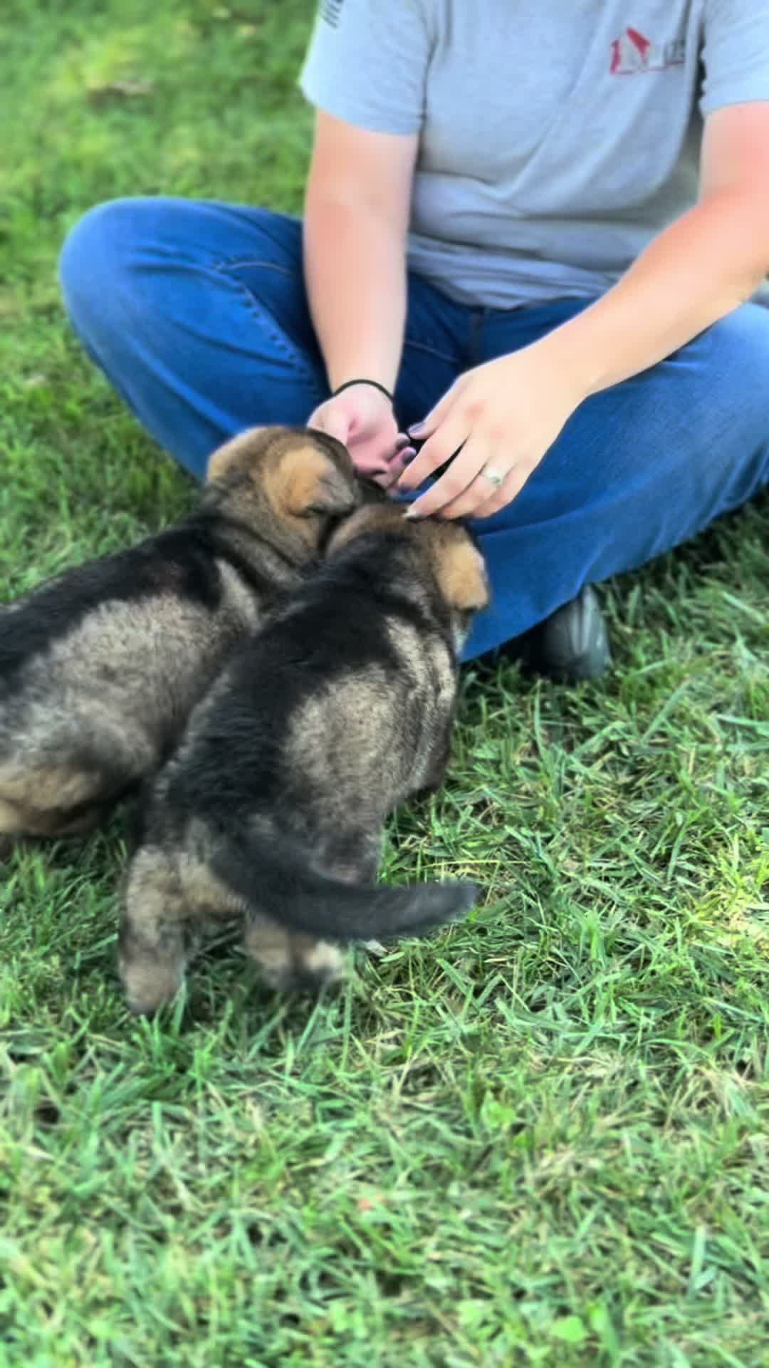 @Protection Dog Sales