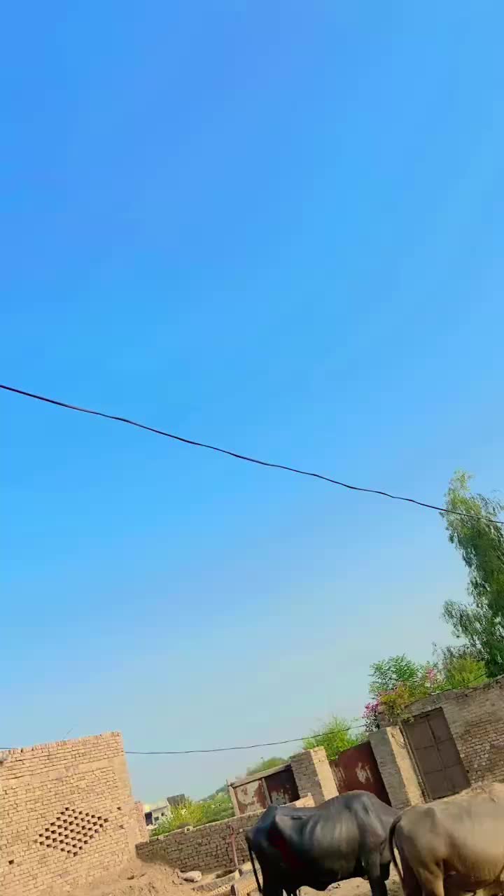 @منور سمبلی ہڈالی