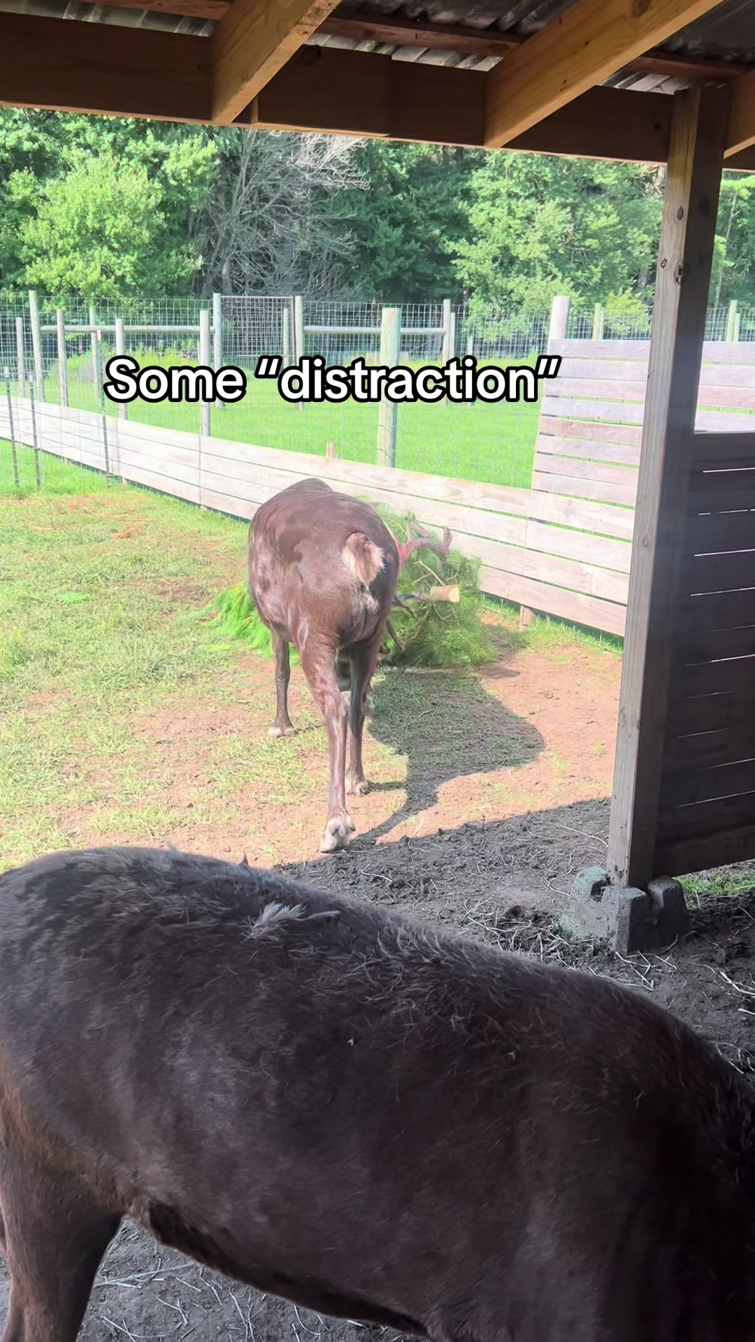 @ReindeerMagicLady