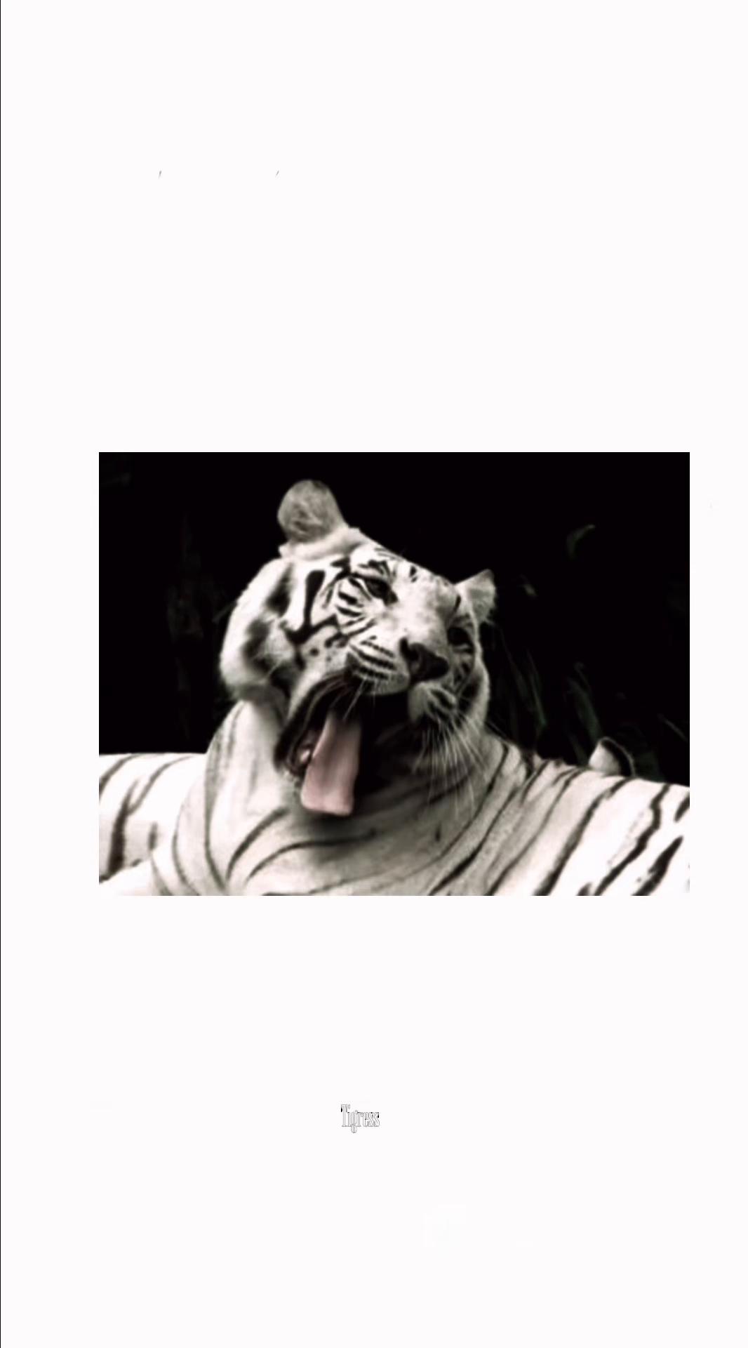 @𝘛𝘪𝘨𝘳𝘦𝘴𝘴 ⌗ 🐅