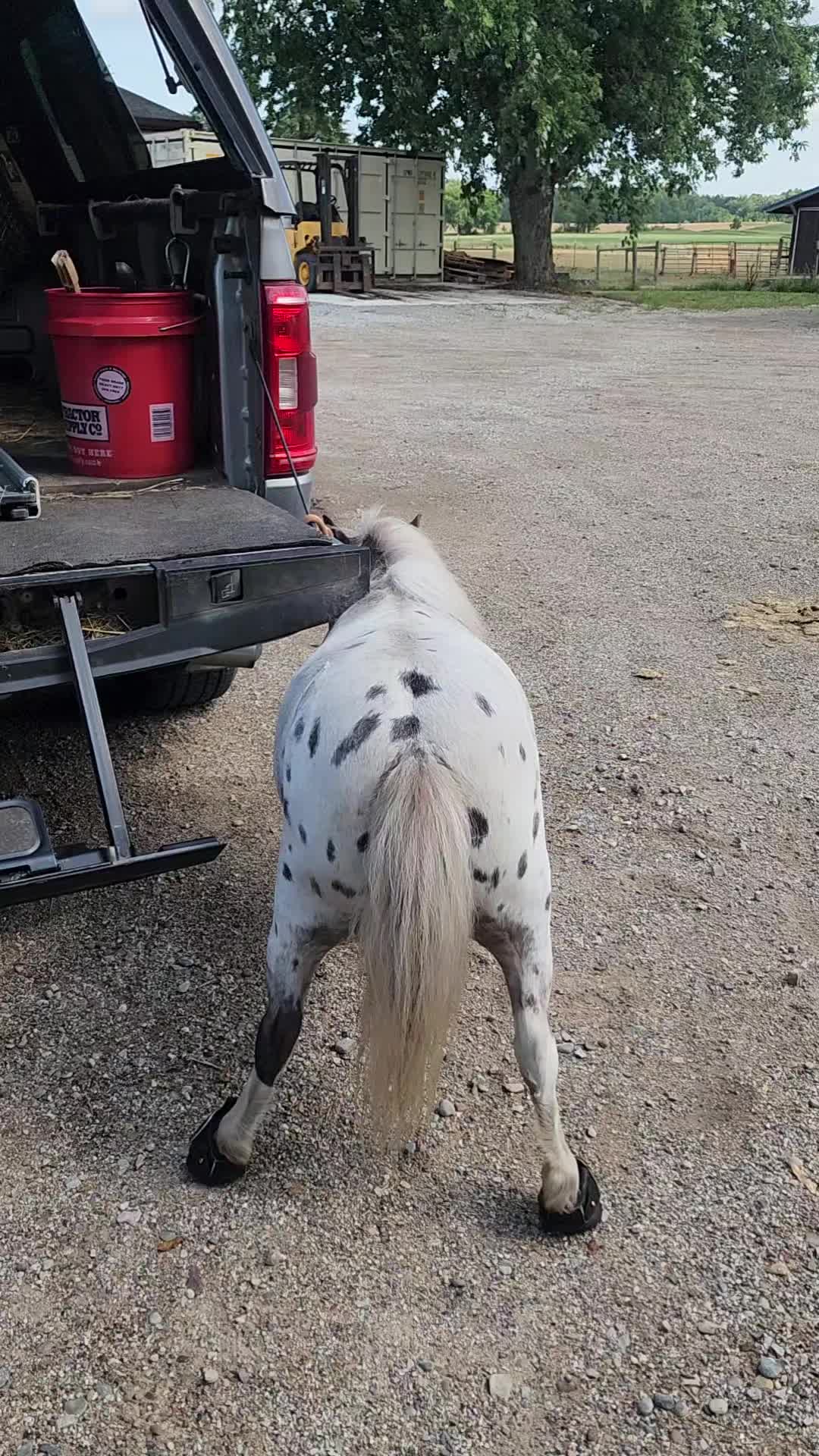@minihorsemomandtrainer🐴🐴🐴🐴