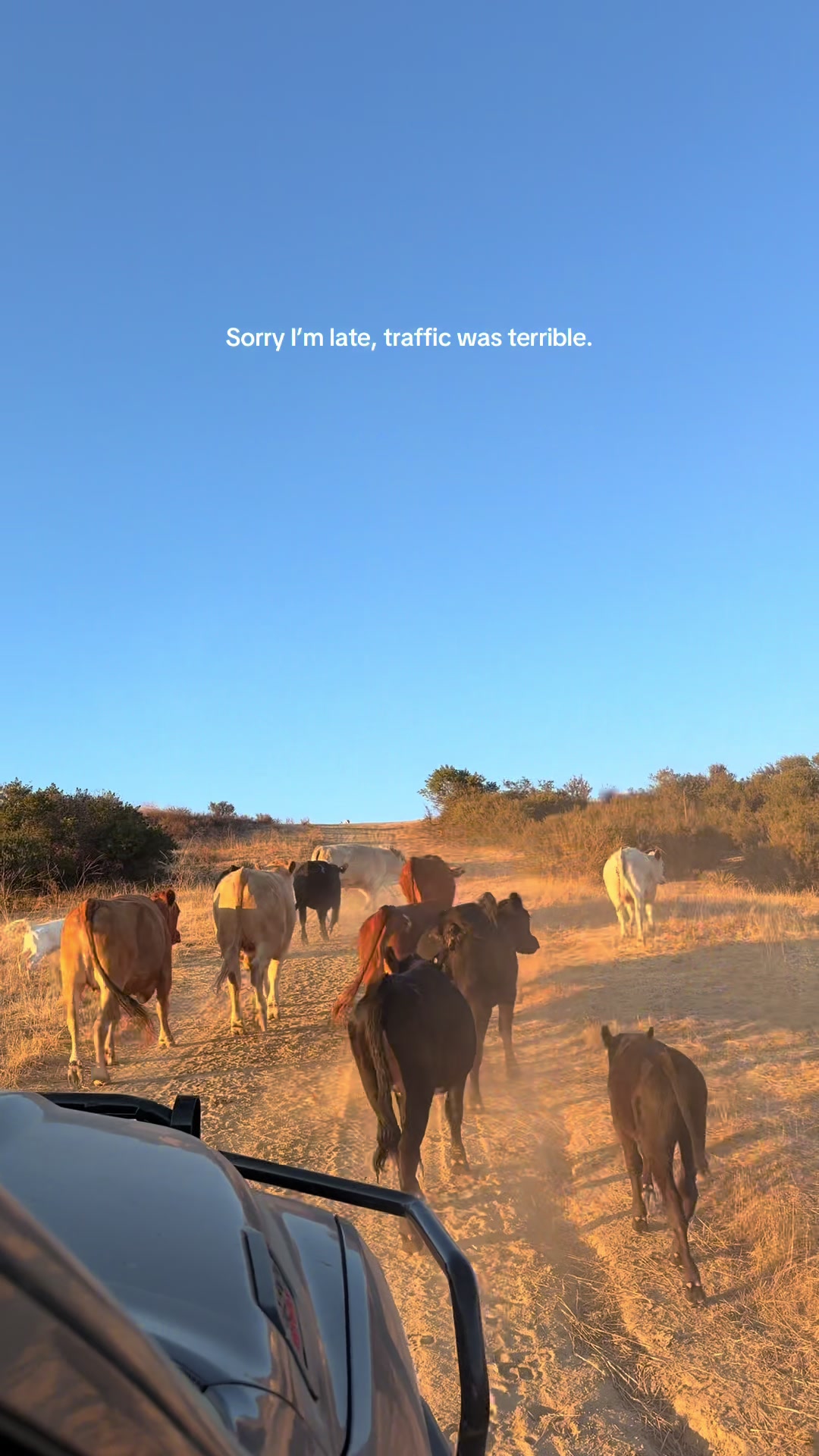 @hvrcattle