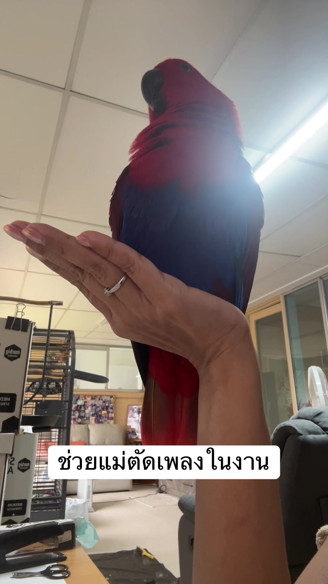 @Female parrot🥰👫🦜