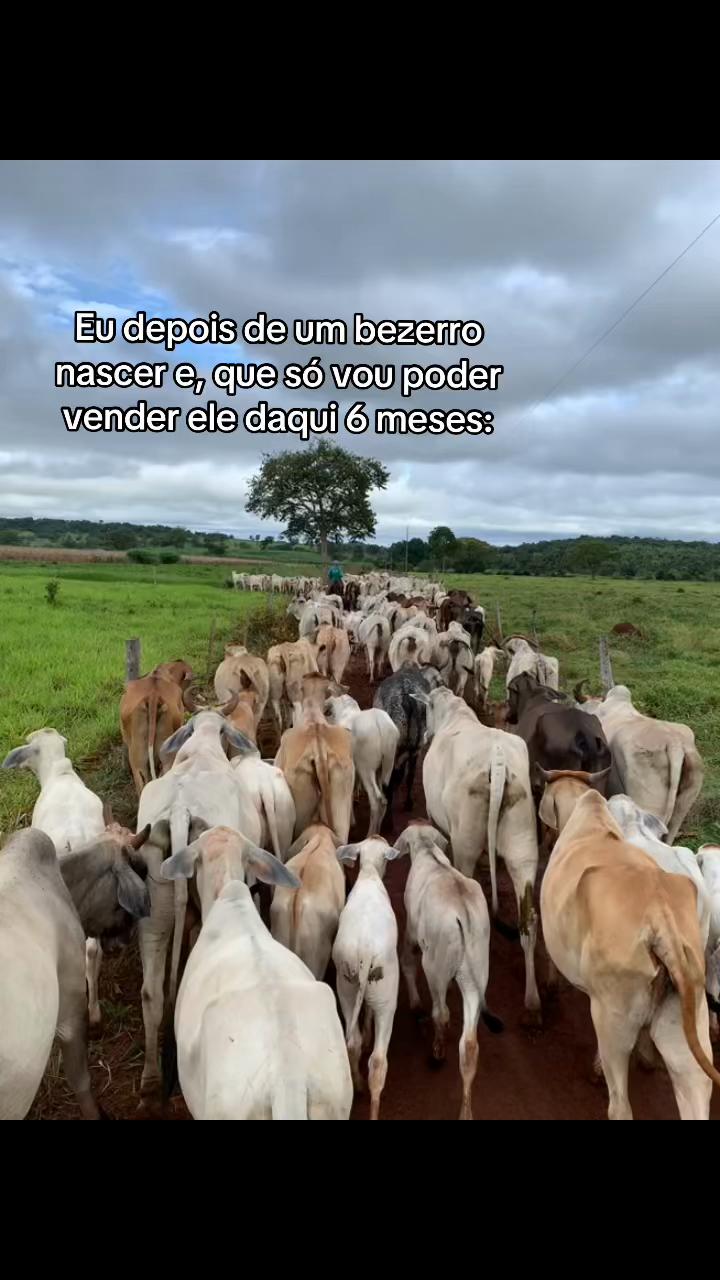 @Berdinazzi 🇧🇷