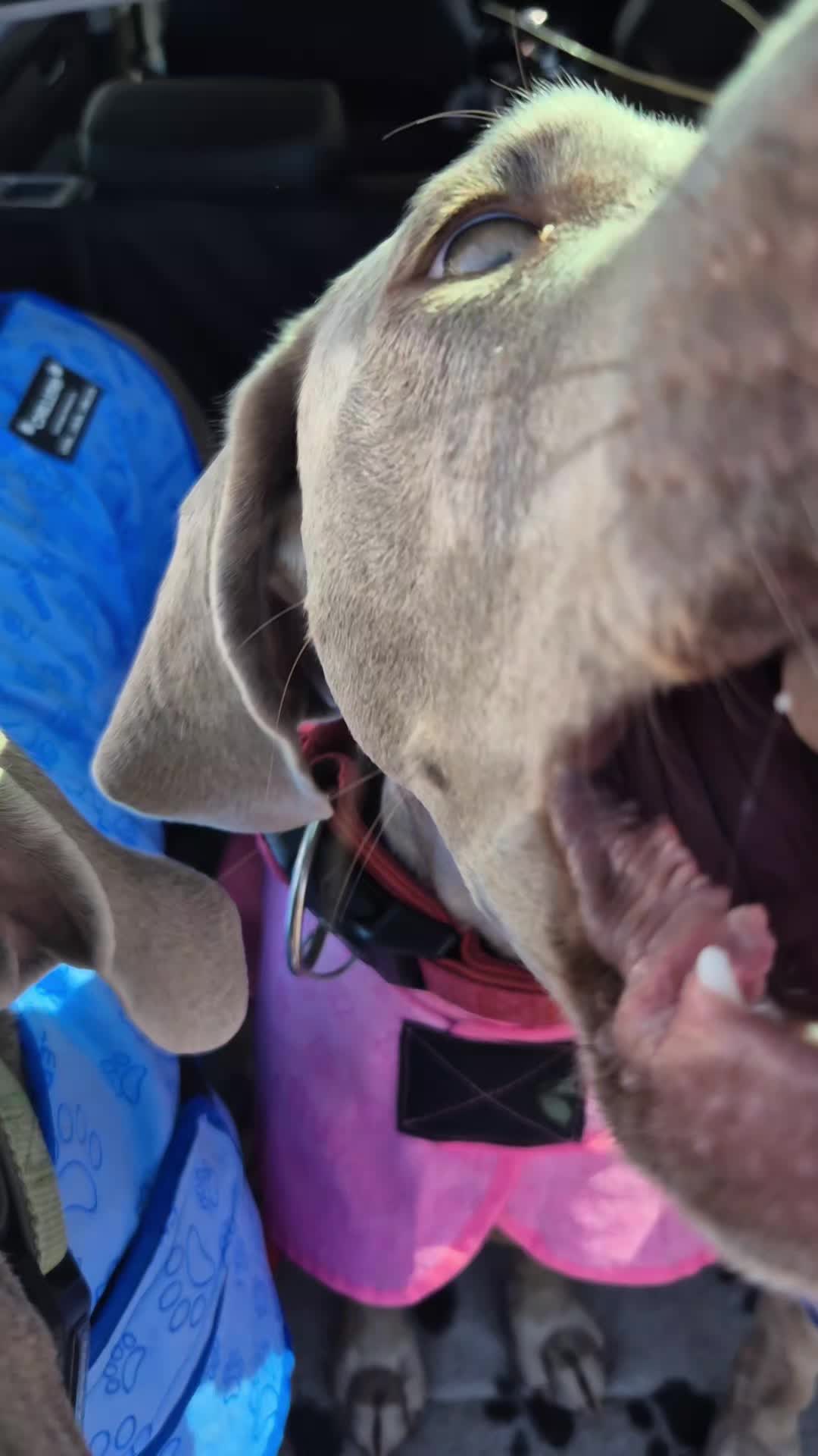 @Sabsky weimaraners