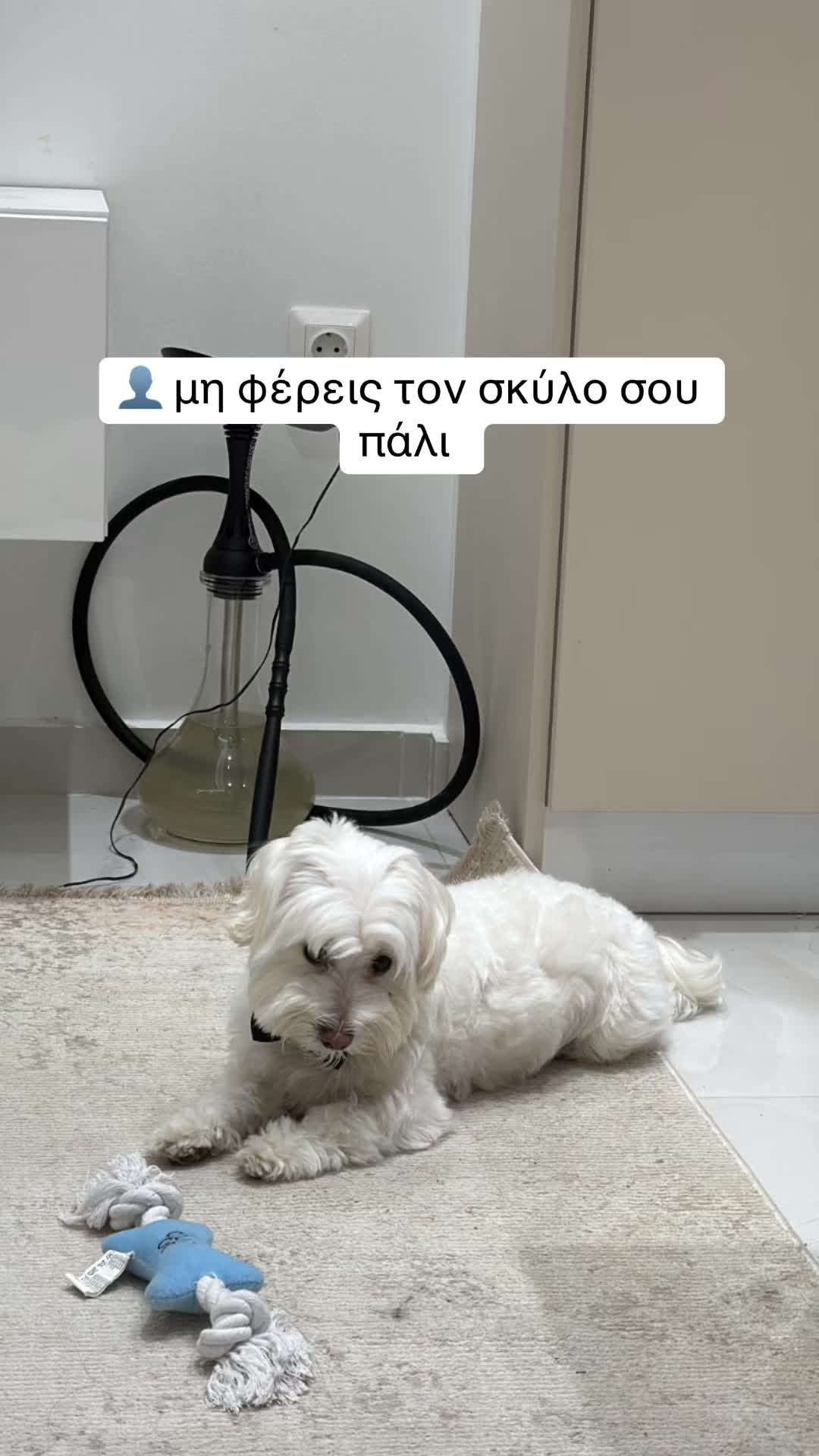 @pilavidoym
