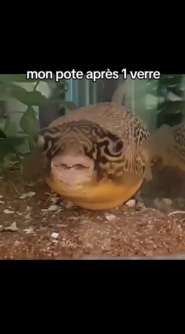 @HumourIA