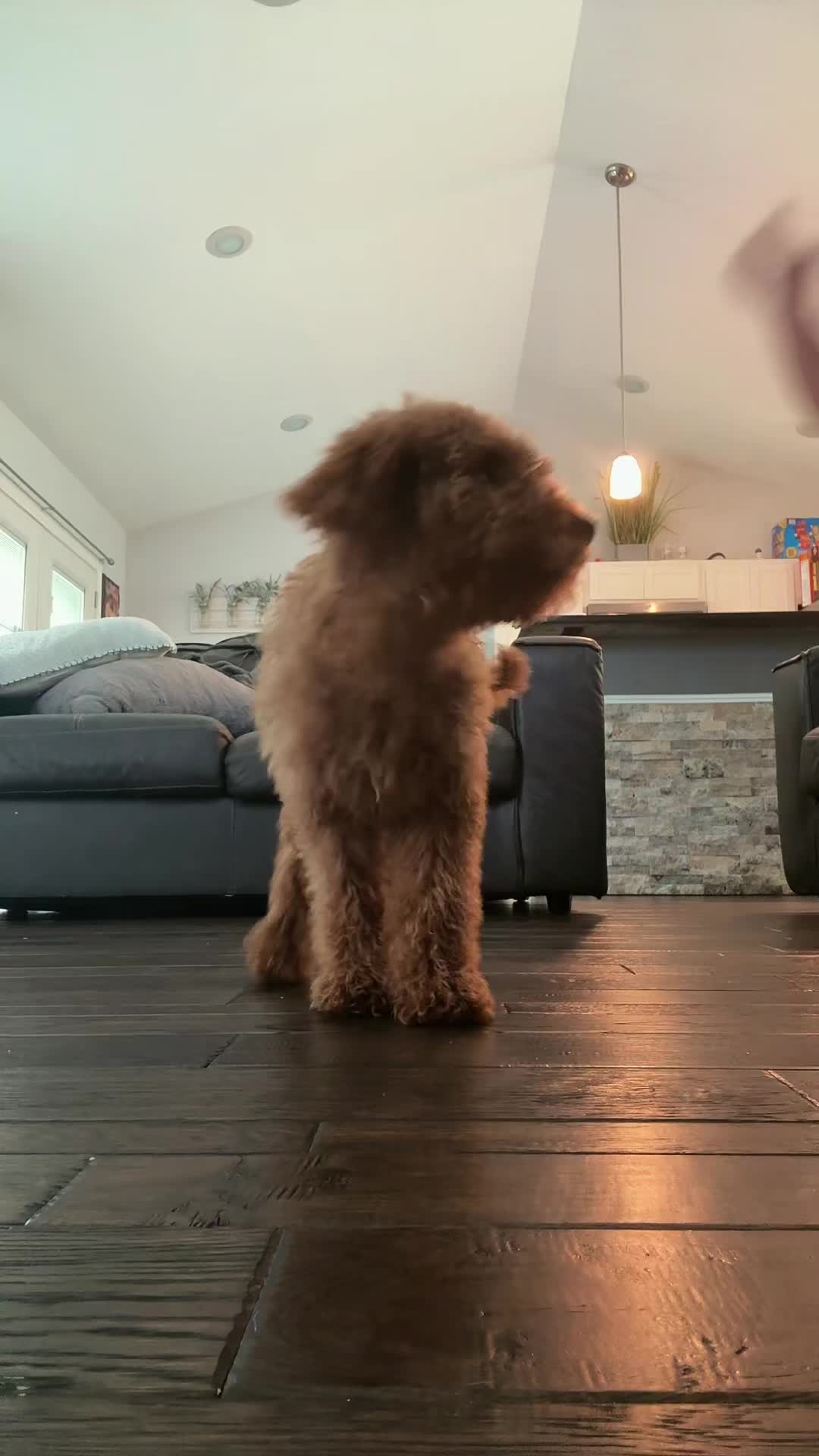@thechihuahuafamily1