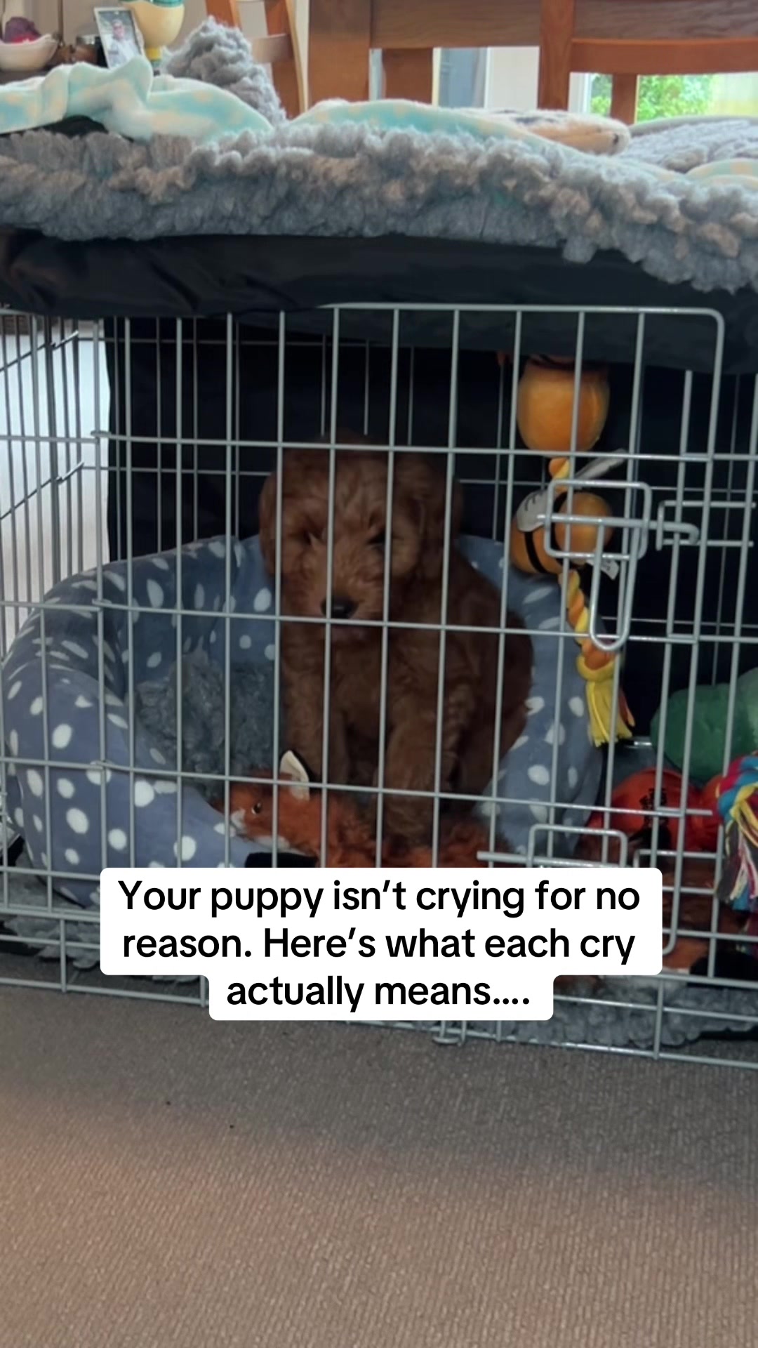 @Sara Professional Dog Trainer
