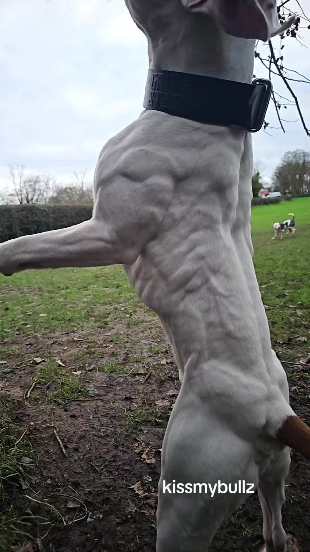 @kissmybullz