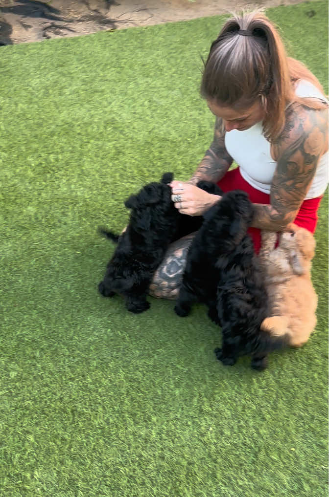 @Mascotas ,cachorritos bonitos