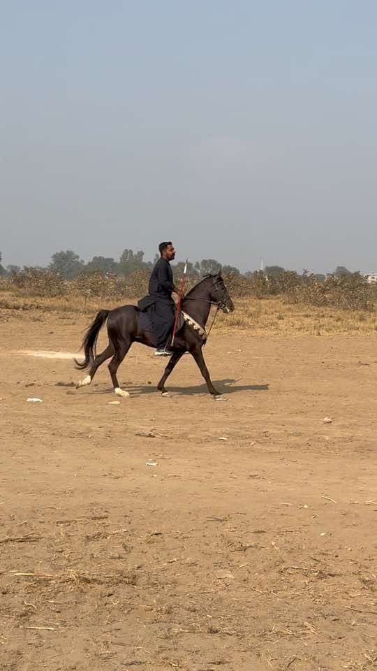 @Hayat Raza