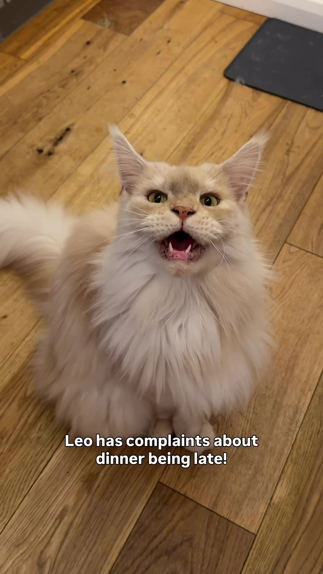 @lola_and_popps