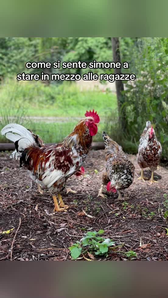 @odiosimone