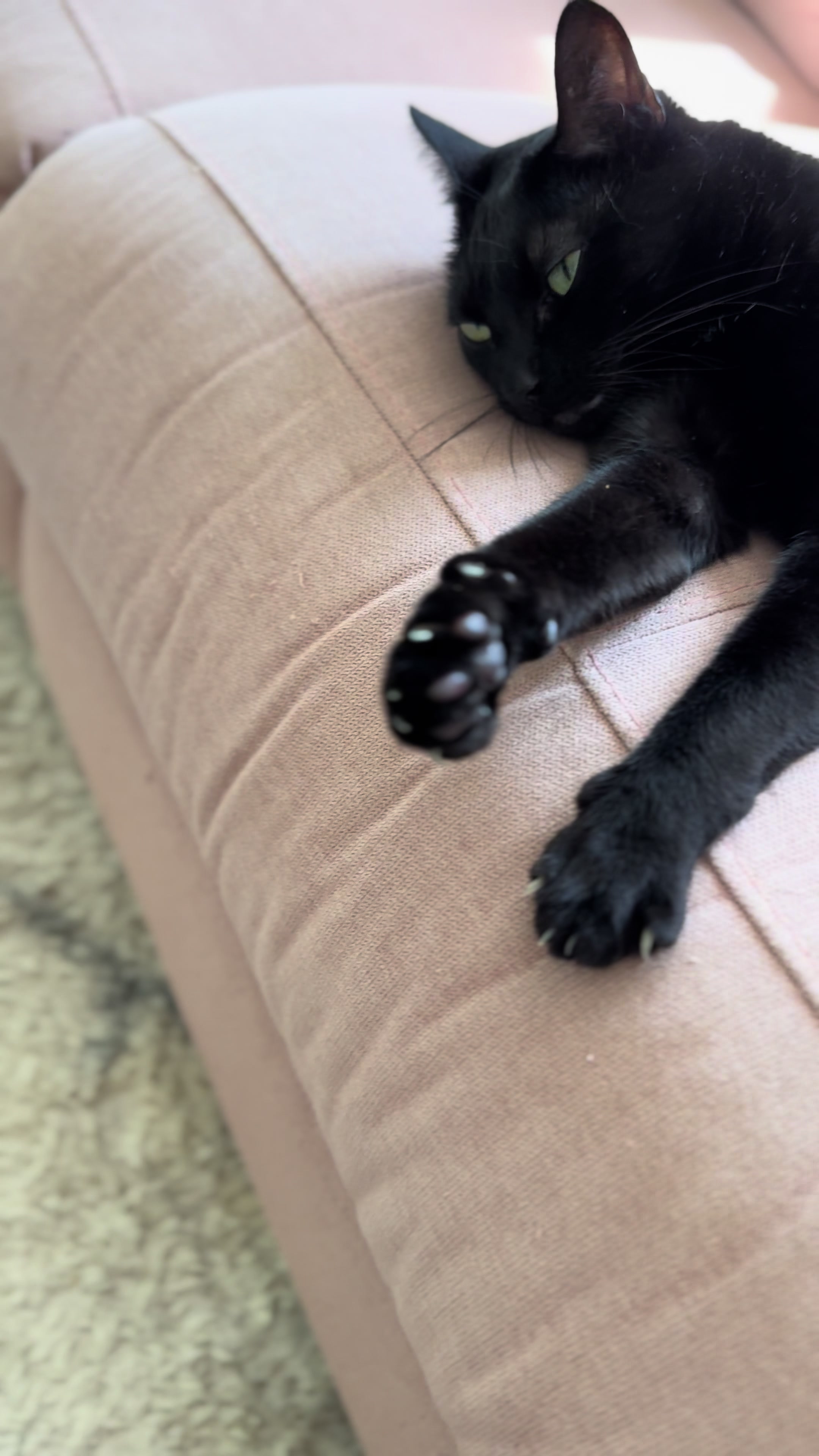 @AryaBlackCat13