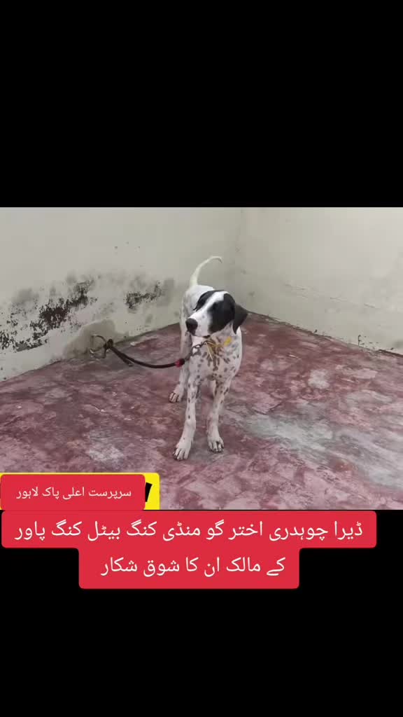 @bullishokeen2