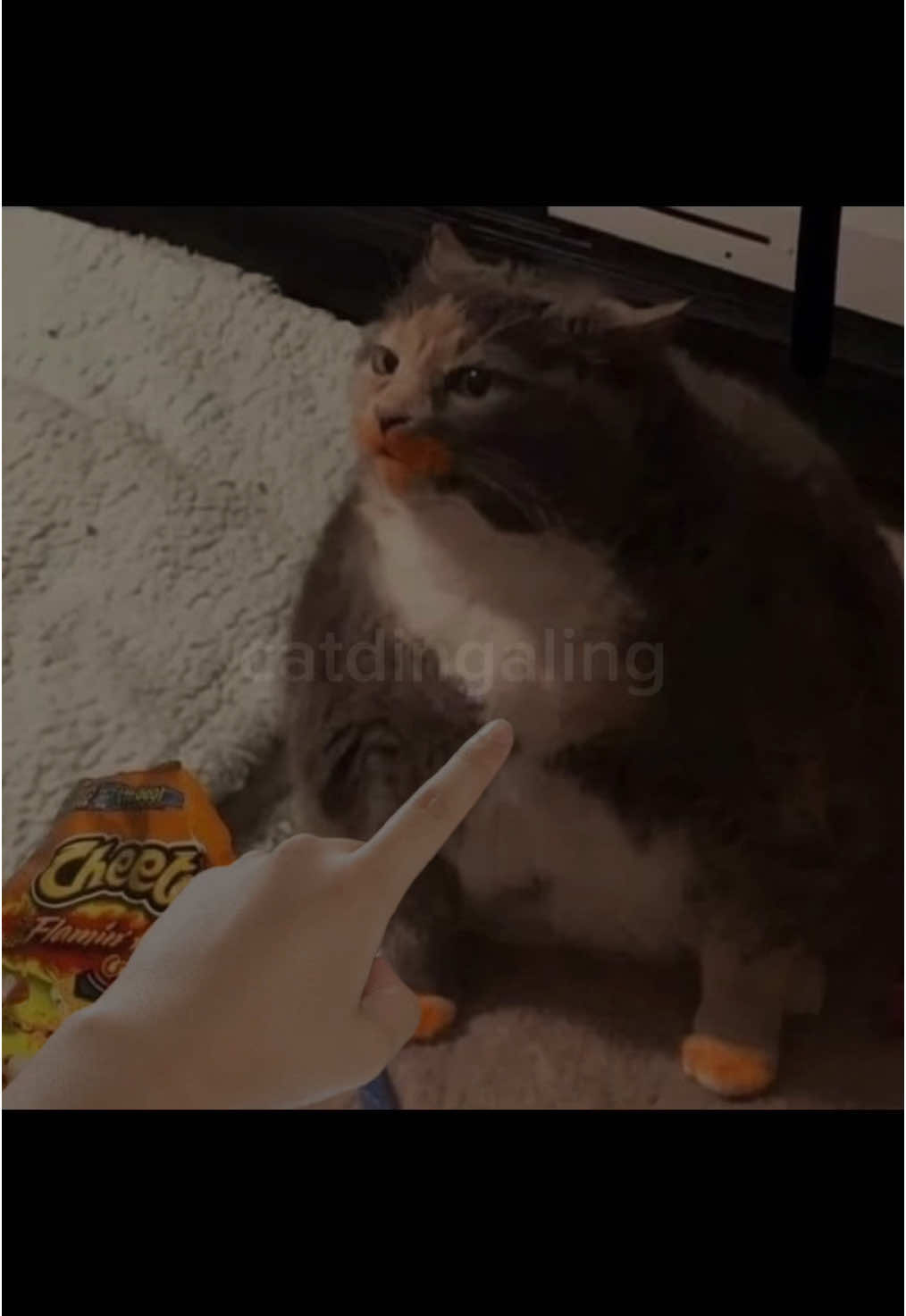 @catdingaling
