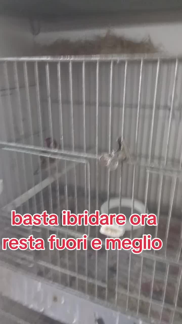 @Leonardo Dellacorte
