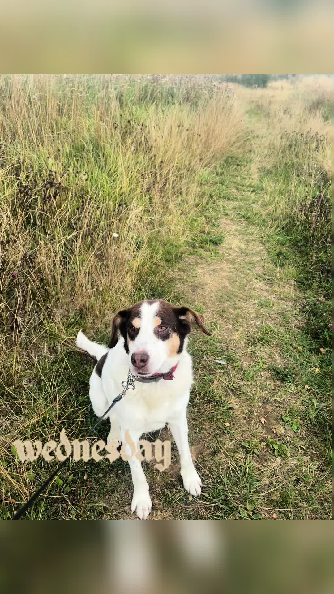 @Only 🐾 paws NE