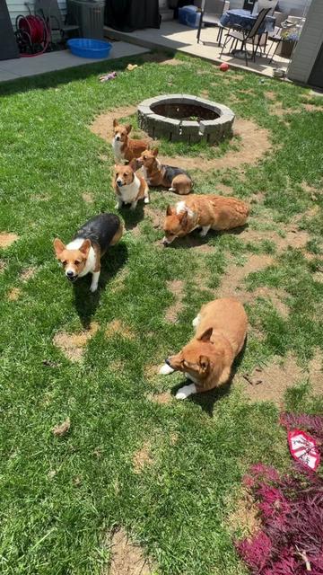@Mr814Corgi
