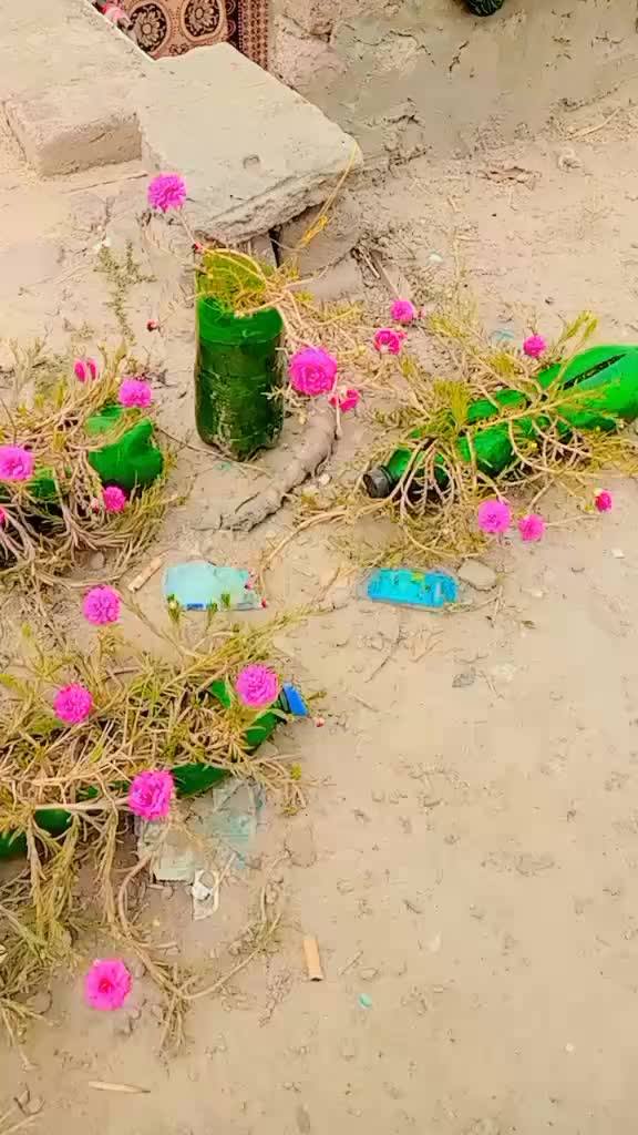 @omar farooq 9915
