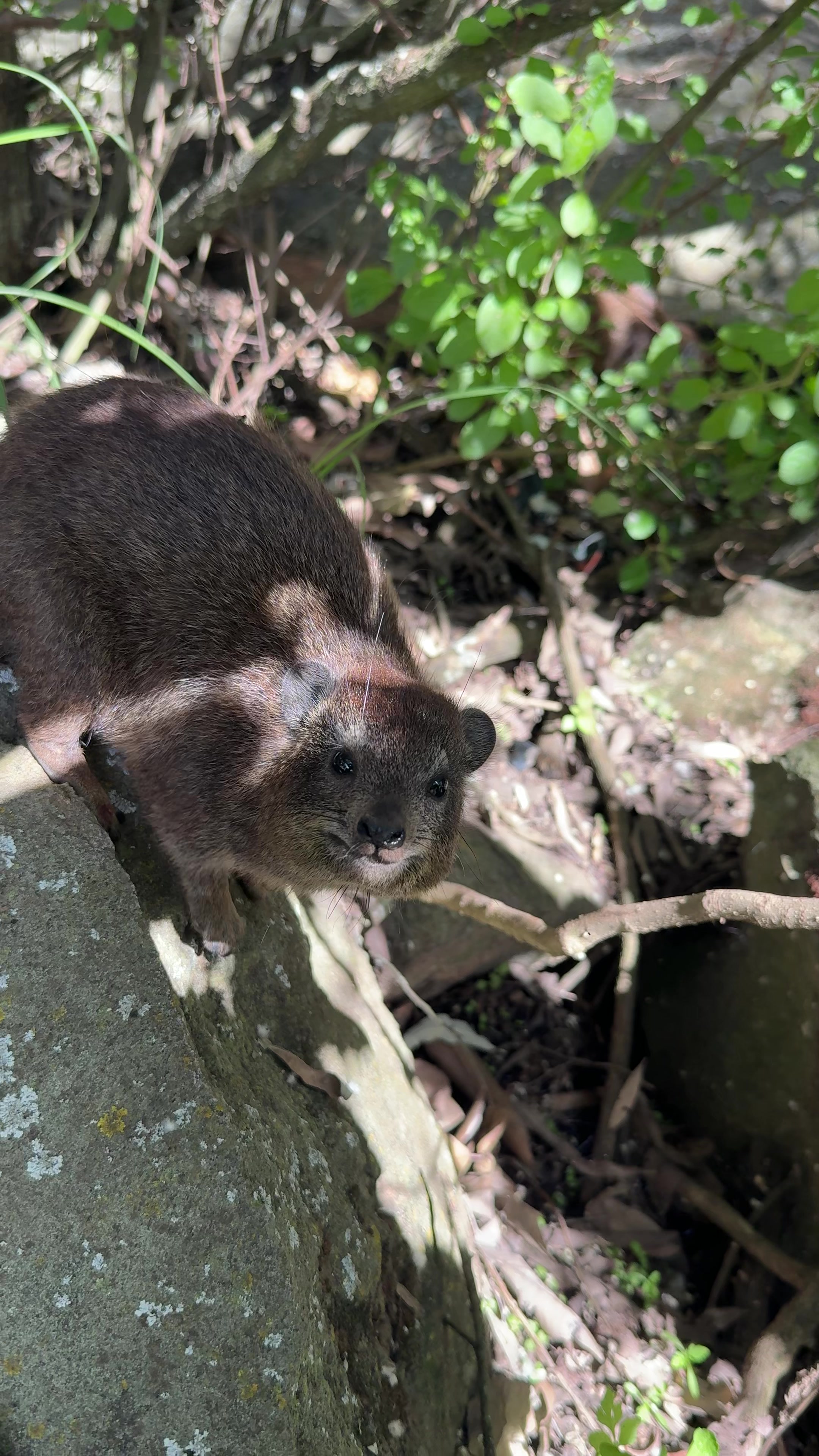 @squiggythehyrax