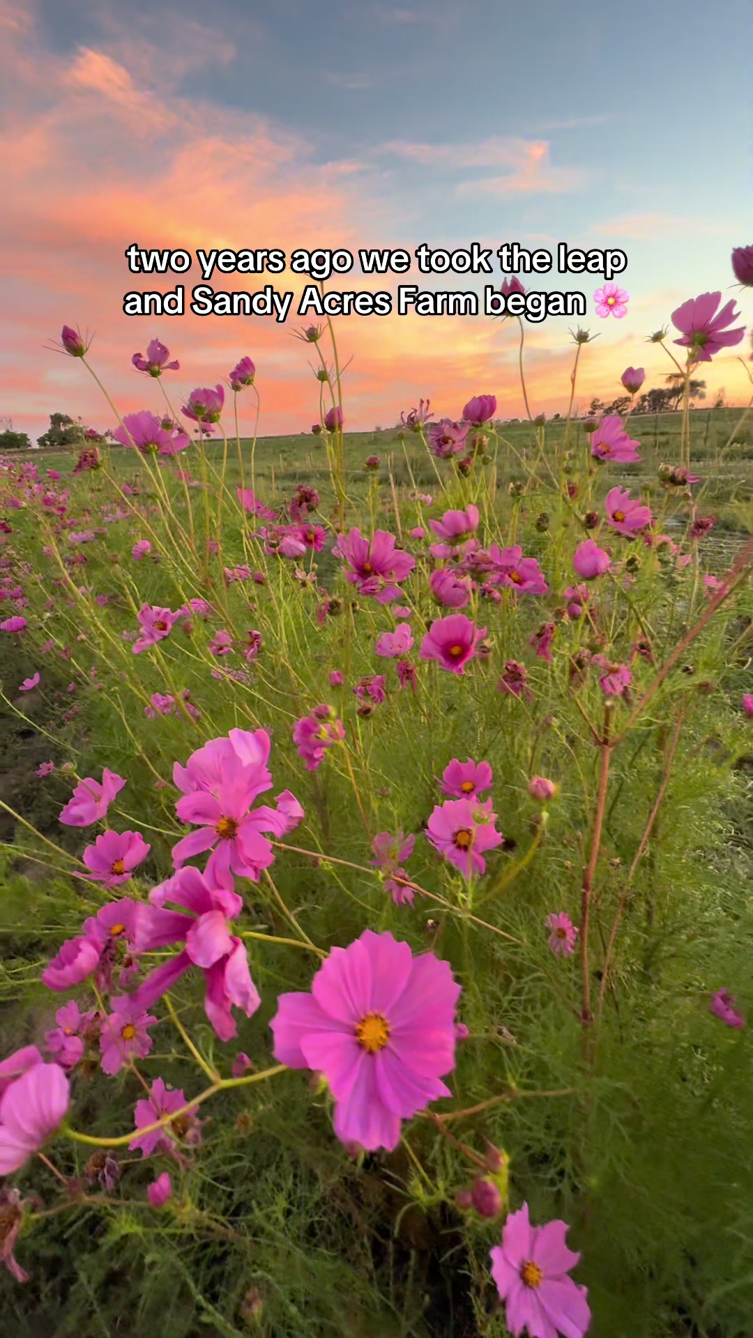 @Sandy Acres Farm
