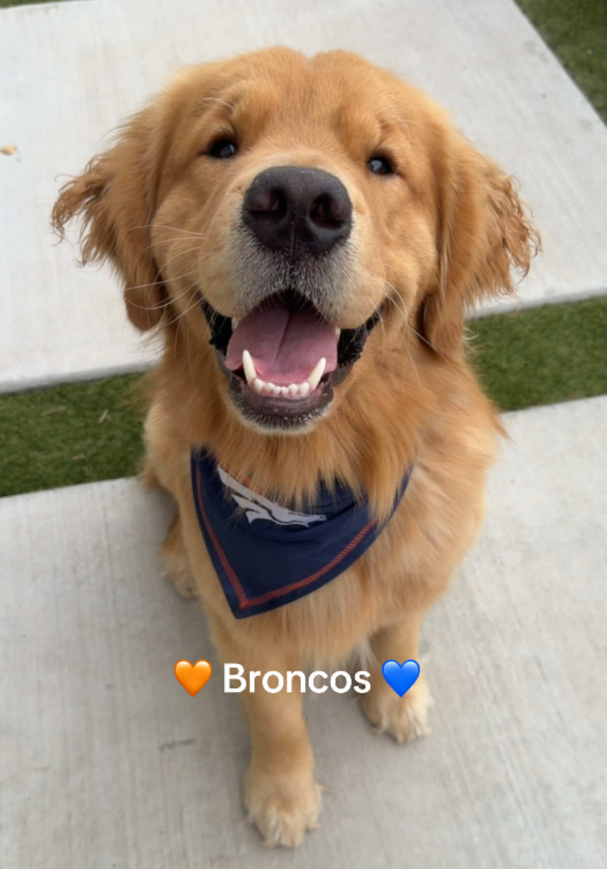 @Romeo the Retriever