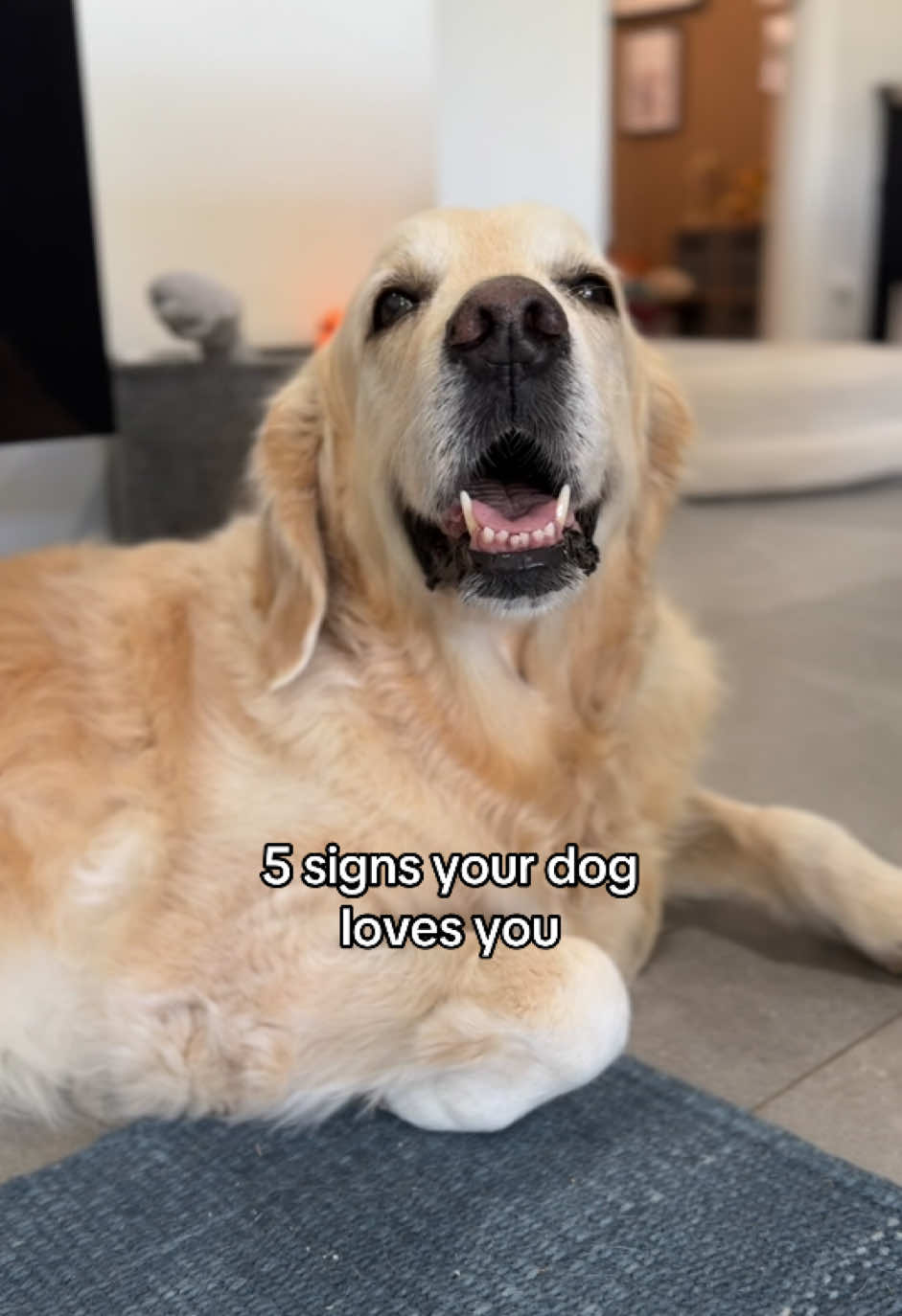 @lunas_golden_life