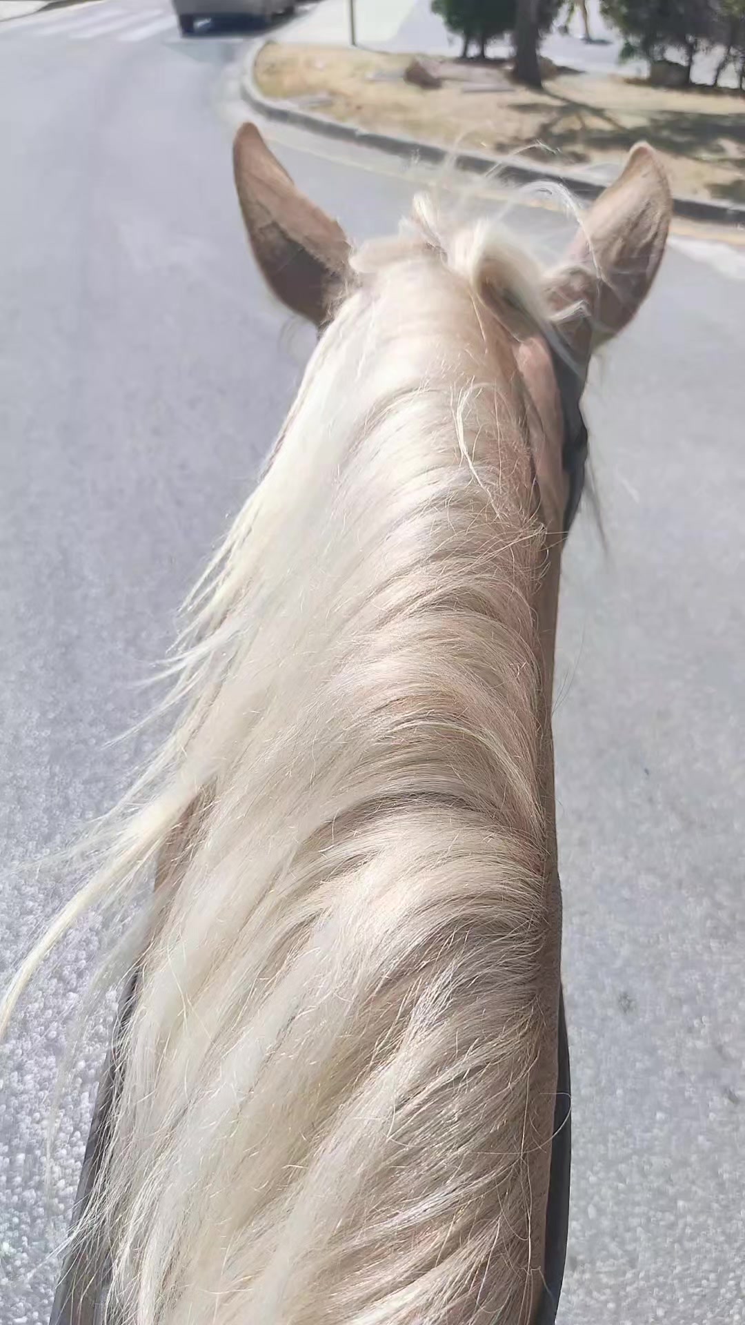 @el canastero