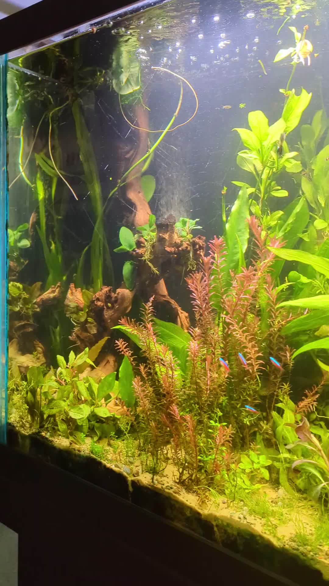 @B&M Aquatics