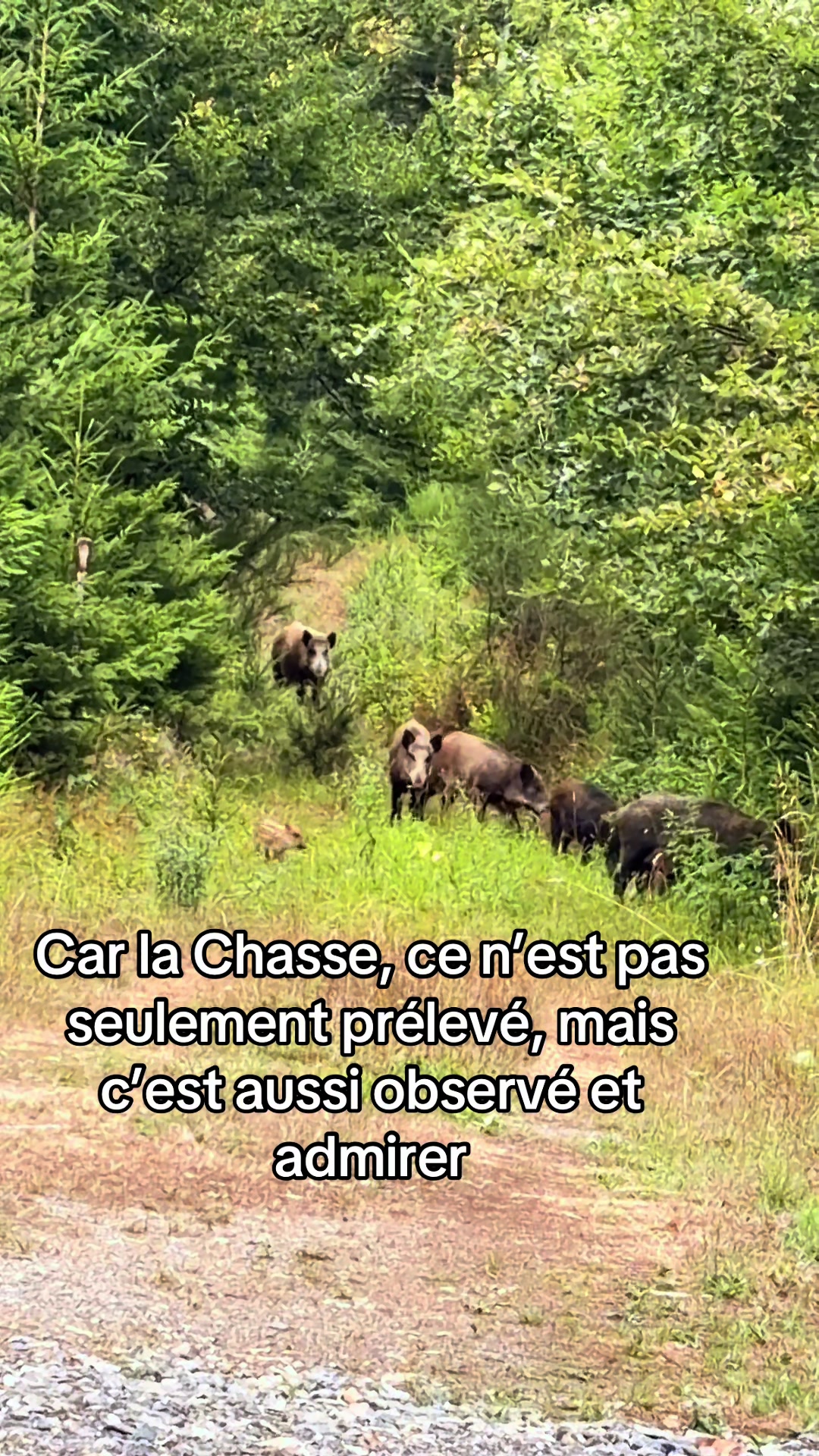 @micka 🐗