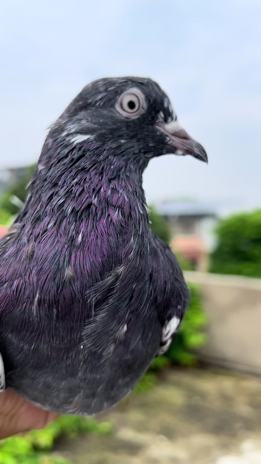 @The Best Pigeons