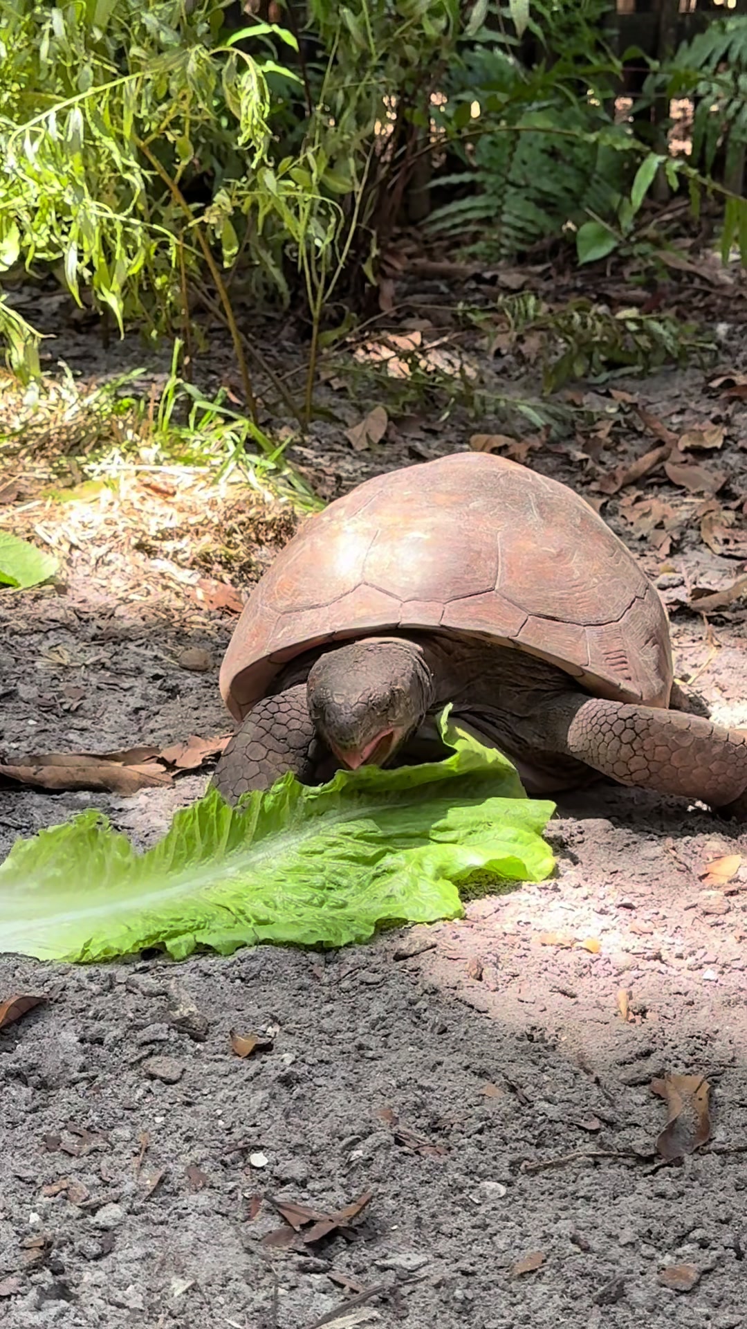 @Palm Beach Zoo