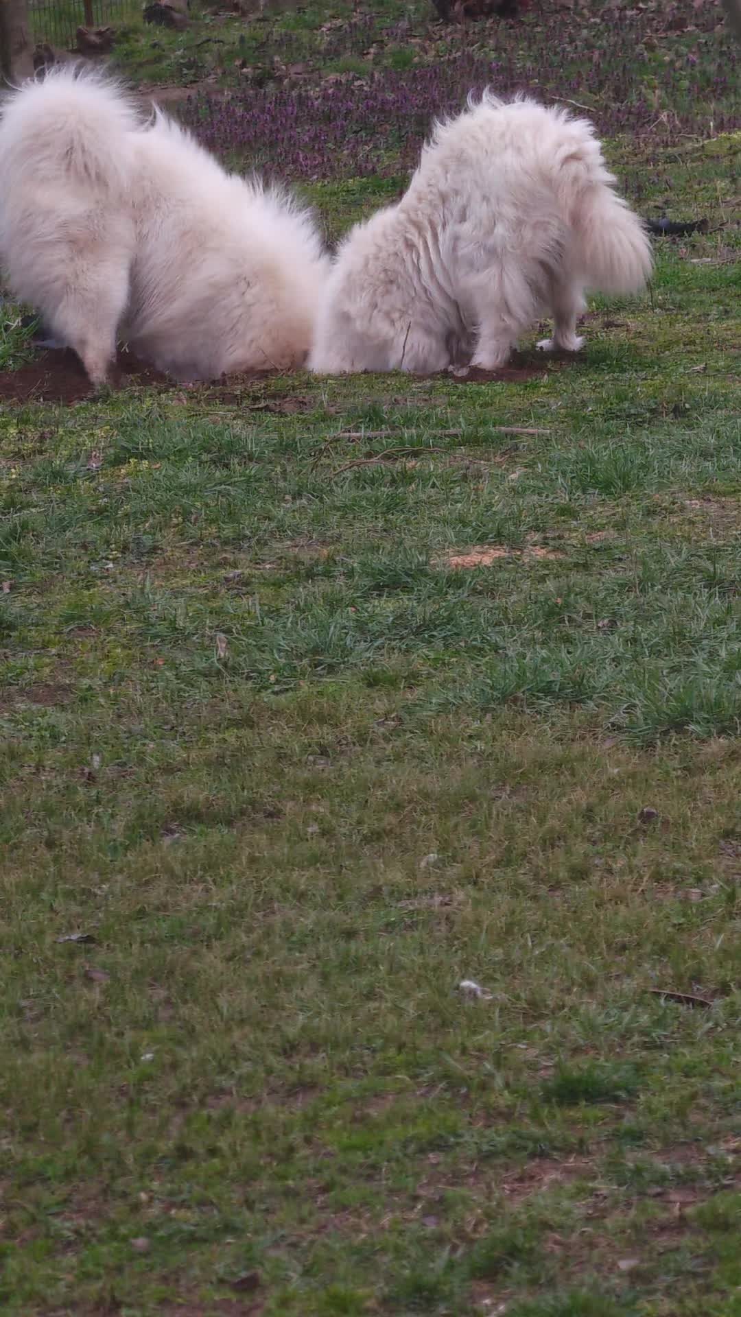 @Lovely Snow Diamonds Samoyed