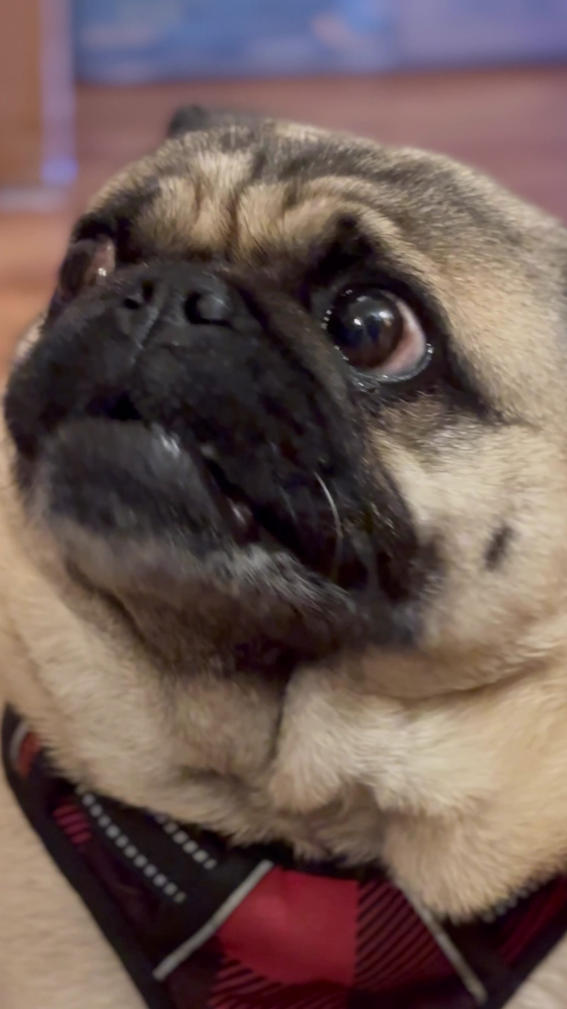 @Winston the Pug