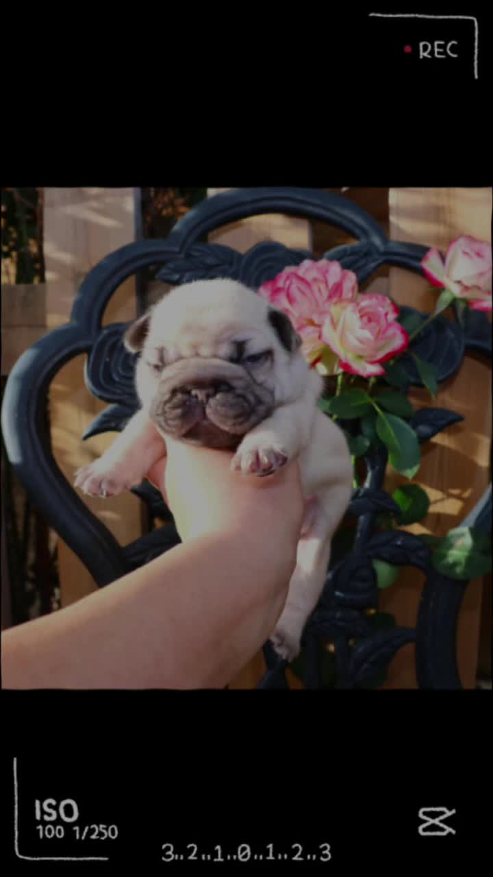 @Colorado Frenchies