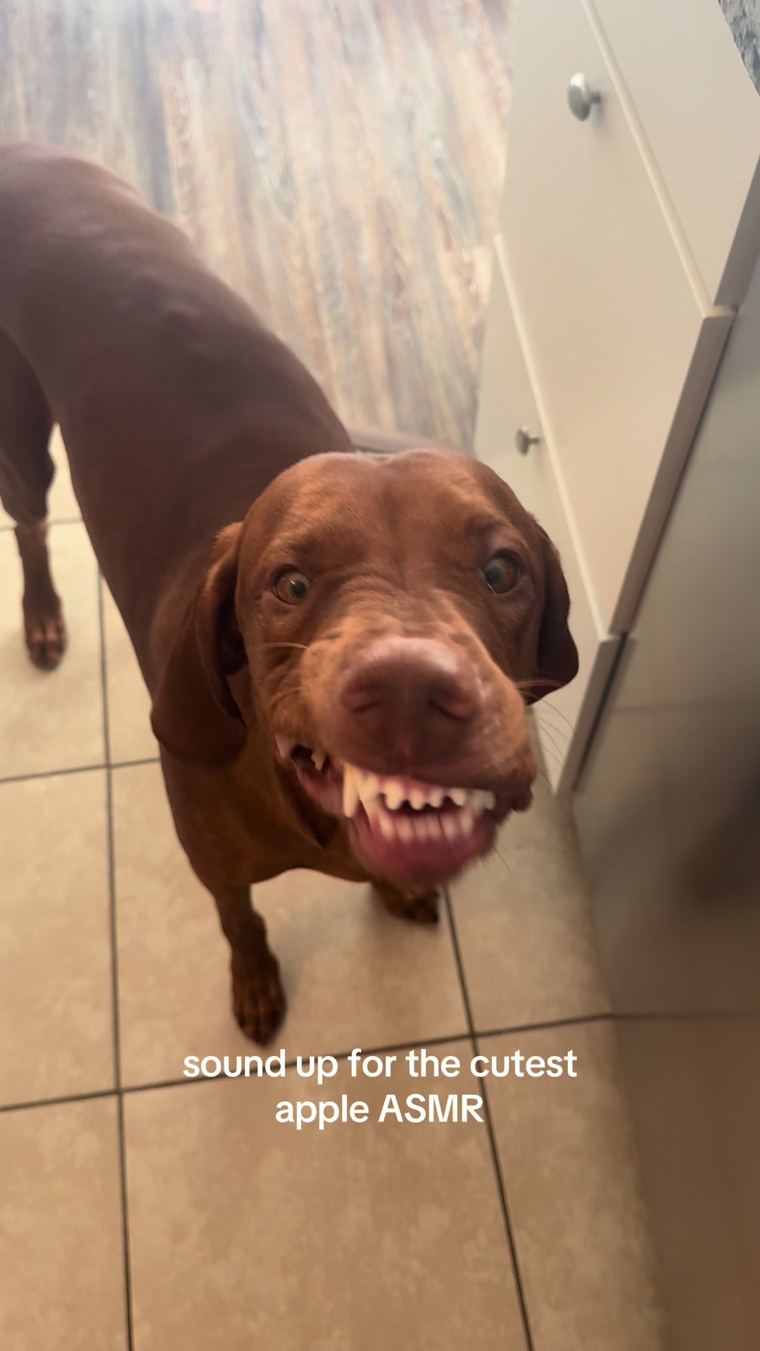 @Tycho the vizsla