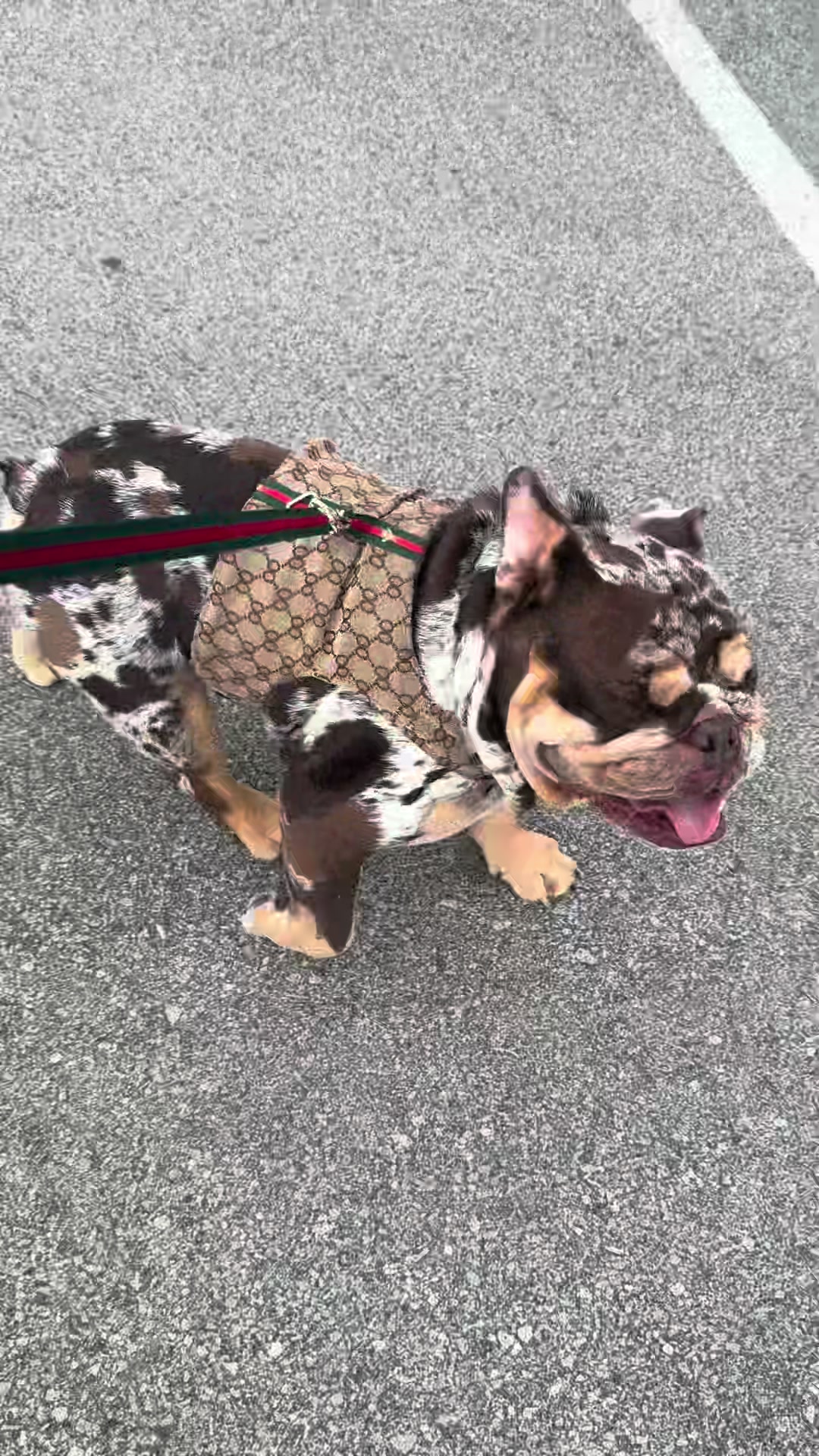 @barkleythabulldog