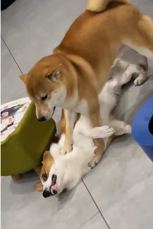 @funnyanimalvideo99