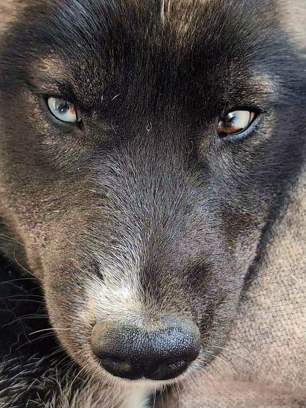 @🐺 𝕱𝖊𝖓𝖗𝖎𝖗 2𝖇 🐺