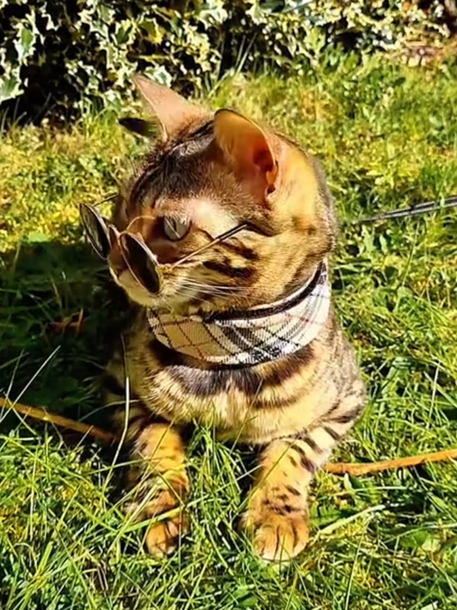 @Paris the Bengal cat