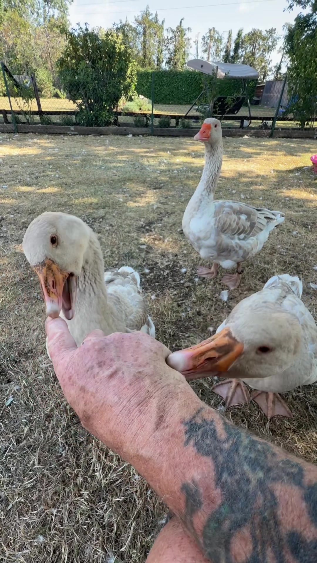 @Willsbirdsanddogs